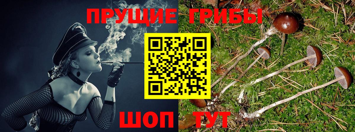 Находка  купить наркоту  Вход с VPN  Псилоцибиновые грибы GOLDEN TEACHER  Псилоцибиновые грибы Psilocybe 